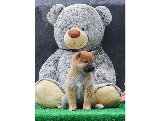 Κουτάβια Shiba inu